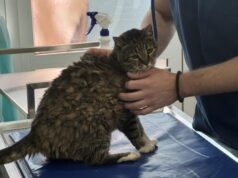 POVREDILA SE I ZVEZDINA MAČKA! Čuvena Ljubica morala hitno kod veterinara – stiglo i saopštenje o njenom zdravstvenom stanju Semi Odželej